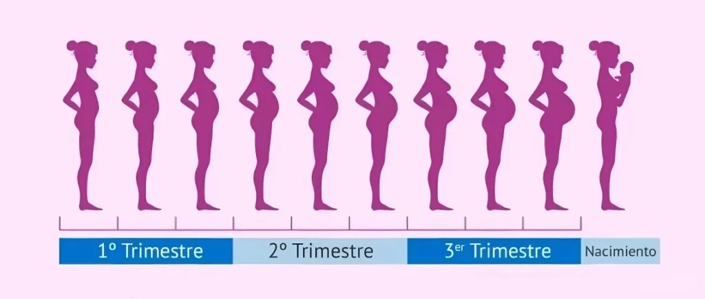 Las Etapas del Embarazo: Del Primer al Tercer Trimestre