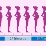 Las Etapas del Embarazo: Del Primer al Tercer Trimestre